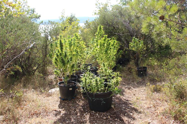 Slika /PU splitsko-dalmatinska 2022/marihuana makarska 260922.JPG